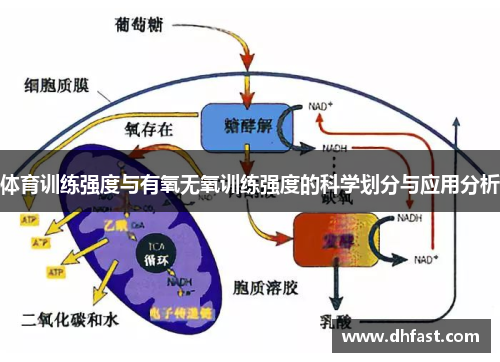 体育训练强度与有氧无氧训练强度的科学划分与应用分析